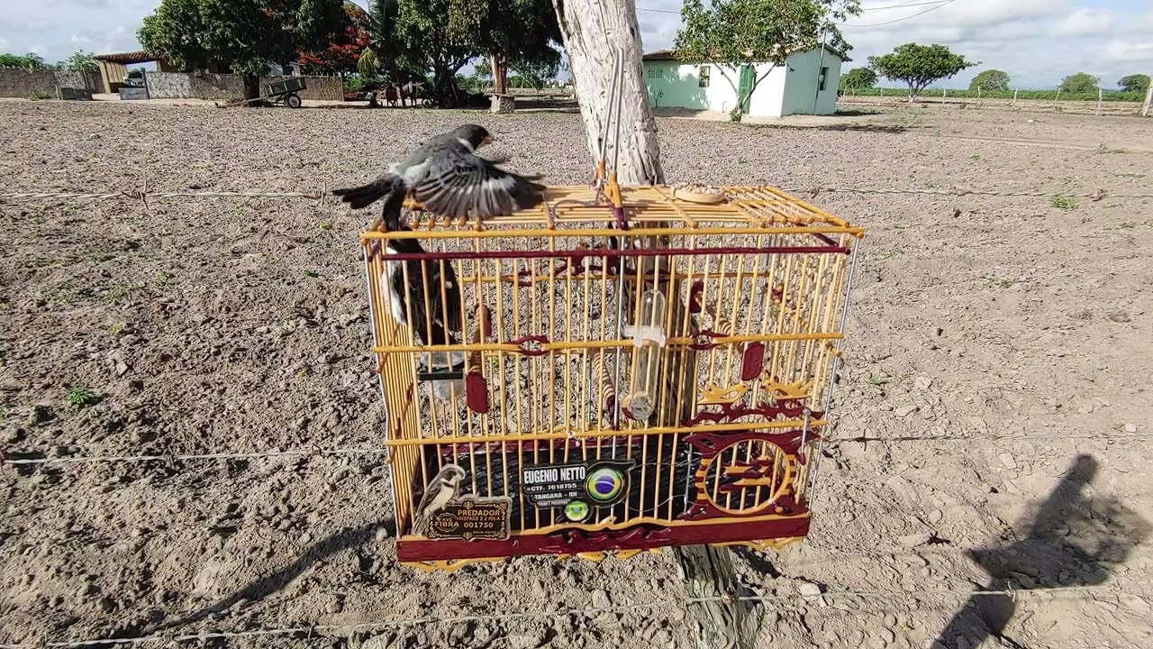 Golinha Predador N° 59 de 2026