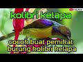 Suara Pikat Burung Kolibri kelapa Nyaring Dan  Pasti Ampuh