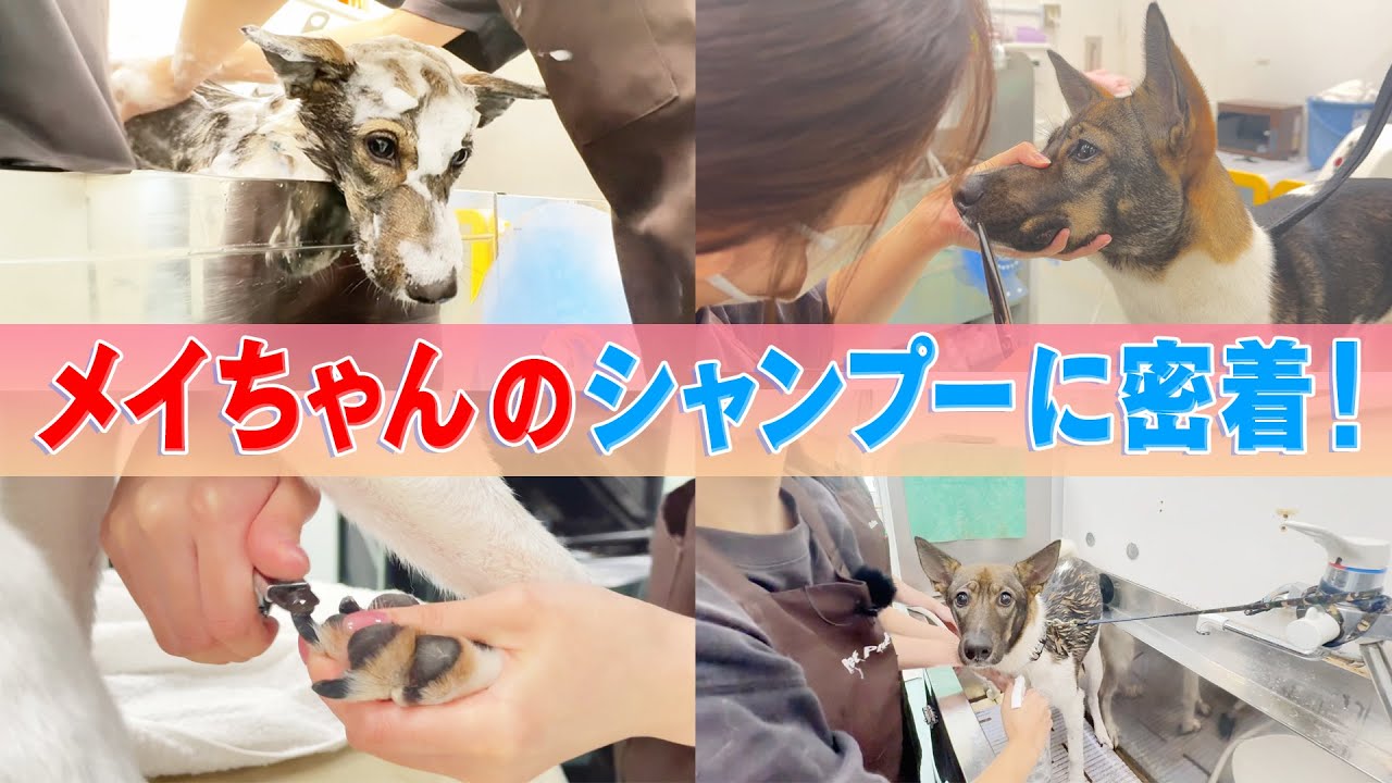 My beloved dog Mei-chan] It's been a while since I last shampooed