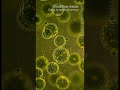 Green 20260314 0727 | Algae | Microscopic - Vertical Stock Footage