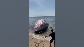 Xác cá Ông khủng trôi dạt vào bờ biển Liên Hương (Tuy Phong) #lâmđồng #tuyphong #alo85