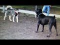 Cane Corso Enters Dog Park Ready To Fight