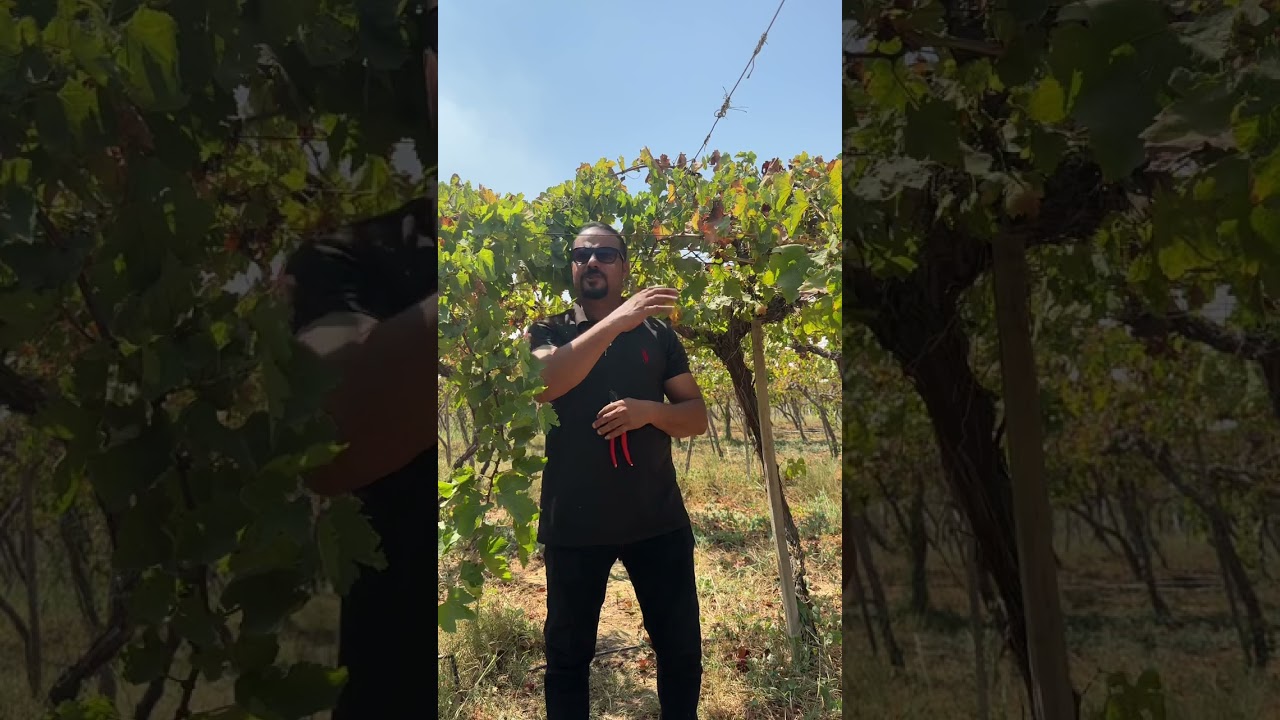 الفرق بين التقليم الصيفي والتقليم الشتوي في العنب - مرحلة ما بعد الحصاد الجزء الأول 🍇#مهم_جدا