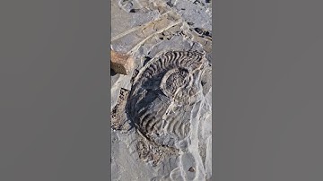 Ammonite Fossil slowly being taken by the sea! 🌊💔 #fossilhunting #fossils #shorts #coast #rock #sea