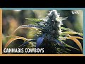 Cannabis cowboys  voa connect