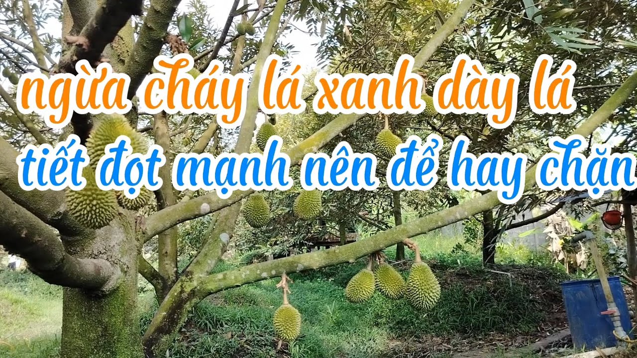 Sầu riêng trái 33 ngày đi đọt mạnh có nên chặn hay để đọt luôn 