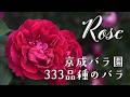 【Rose 18】 京成バラ園 2025 春 総集編 早咲きから遅咲きまで333品種 333 varieties of roses at Keisei Rose Garden