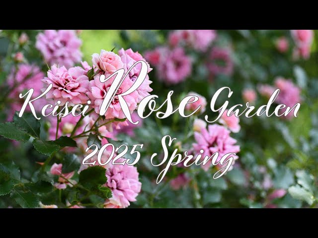 鴨居玲　花　バラ　薔薇　鑑定書なし 生花】バラ(ロゼット咲き)白 品種おまかせ【50cm/静岡県