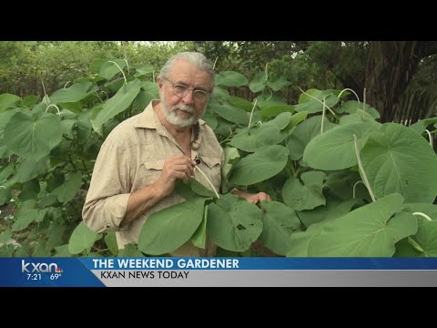 Video: Root Beer Plant Growing - How Is A Root Beer Plant Used