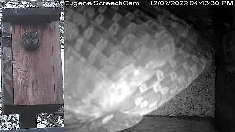 Screech cam - A webcam for a Western Screech Owl nesting box in Eugene, Oregon