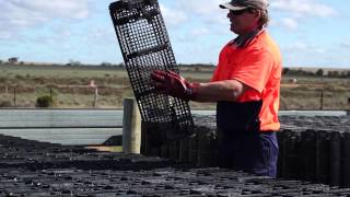 Hexcyl Tough- Hexcyl Oyster Basket Impact Testing