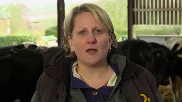 3 Qs of colostrum management - brought to you by AHDB Dairy