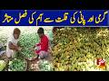 Mango crop affected by extreme heat and water shortage.| Vsh News