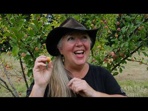 Vidéo: Cherry Plum 'Golden Sphere' - En savoir plus sur la culture d'un prunier Golden Sphere