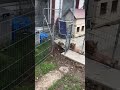 Mocca der Ausbrecherkönig