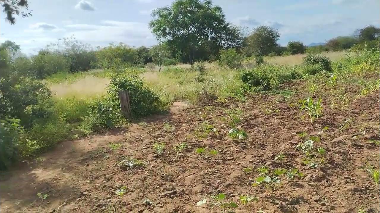 5 Acres of Land for Sale at Mutomo, Kitui YouTube