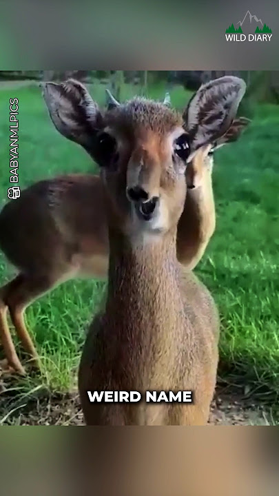 Ever Heard Of A Dik-dik?
