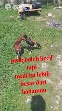 ayam jago raja jiling