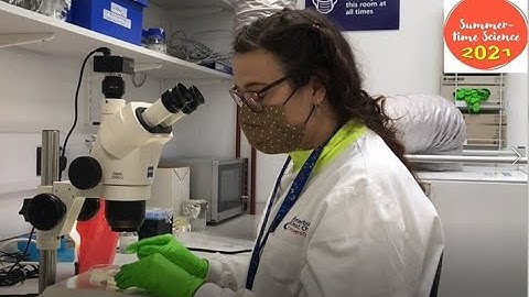 Investigating the ecotoxic effects of oxybenzone on C. elegans