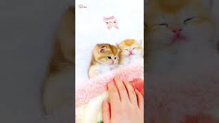 Cute Kittens❤️【171】#Shorts #Cutecat520 #Cat #Kittens #Pets