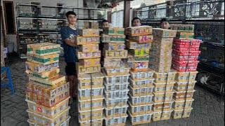 SEMURAH INI !!! HARGA BURUNG PLECI - CIBLEK - TRUCUK - PODANG - GLATIK - PRENJAK DLL