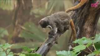 Infodrom Izumiranje Živali