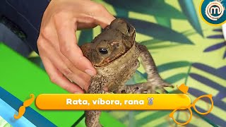 Programa 6:  Rata, víbora, rana  🐀   | MasterChef Junior 2017