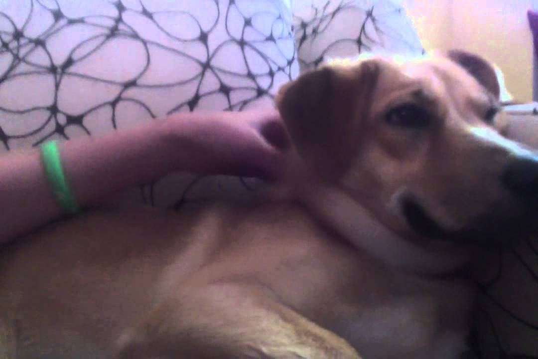 Dog loves getting neck rubbed