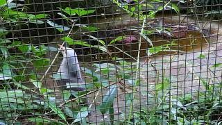 Rare Bird Kagu Singing Rare Bird Kagu Singing