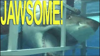 GREAT WHITE SHARK BREAKS THROUGH DIVER’S CAGE!