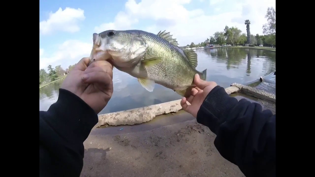 Lake Balboa Bass fishing YouTube