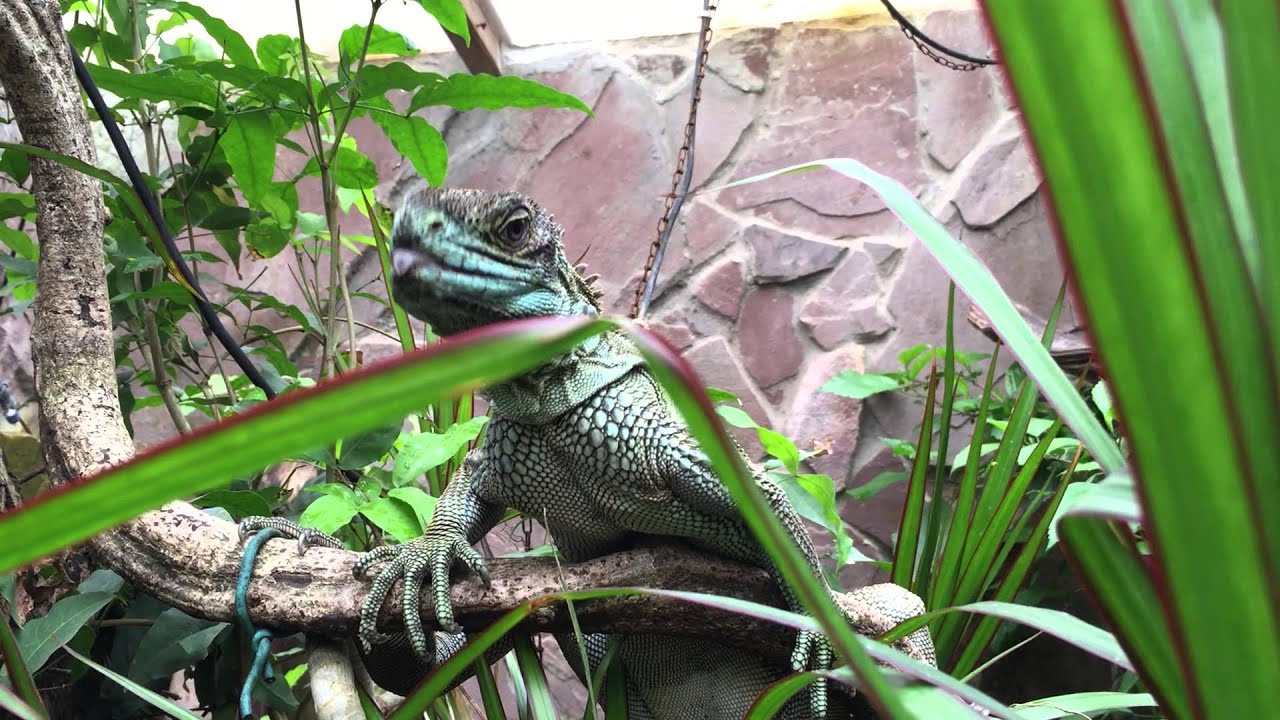 caiman lizard pet Beauty loves some attention