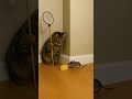 #cat 😂😂😂😂😂🤣🤣😭😭😭 #dudidudidam #shortvideo
