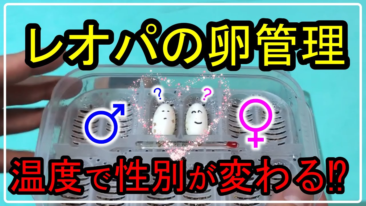 【レオパの卵の管理方法】温度で性別がかわる⁉