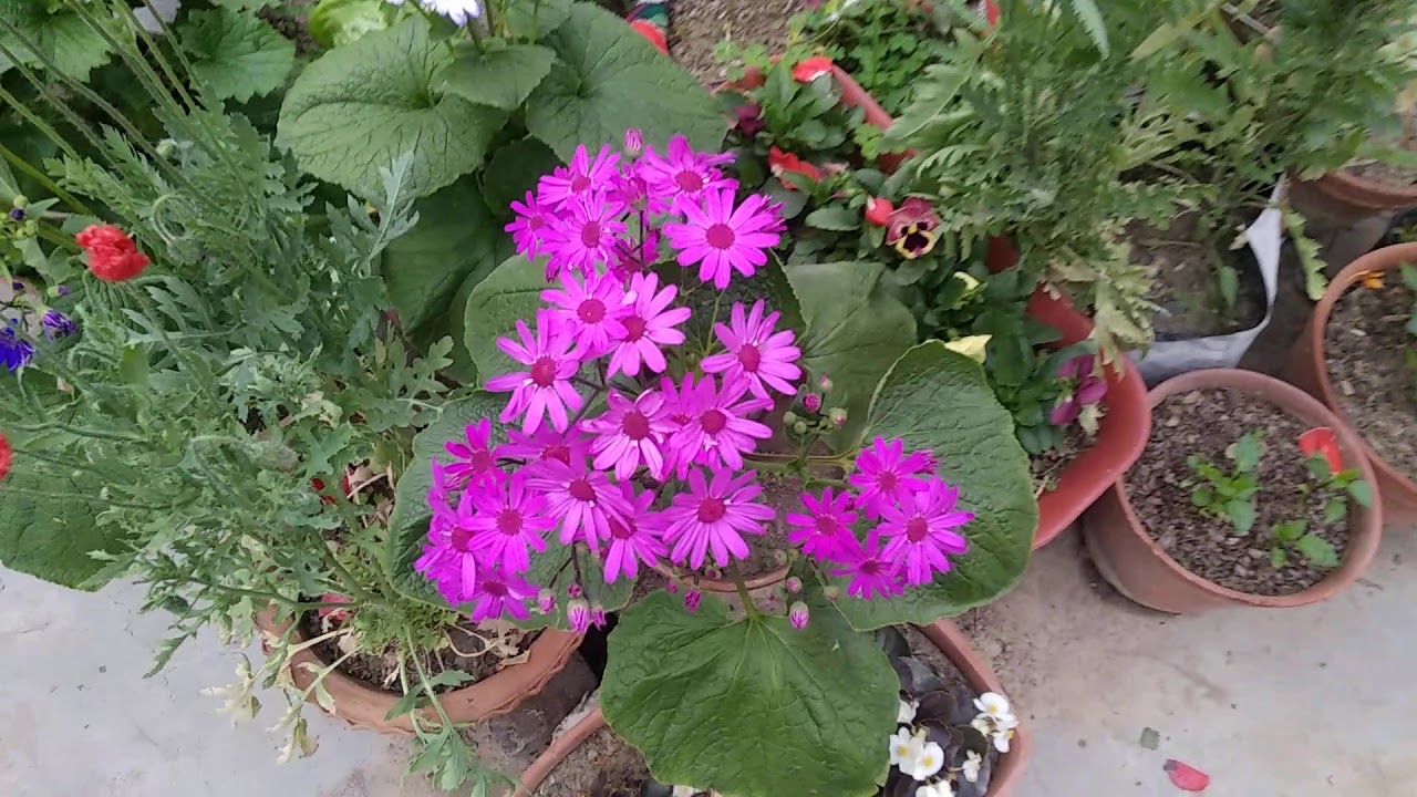 Simple trick to attract pollinators for your vegetable plants. 