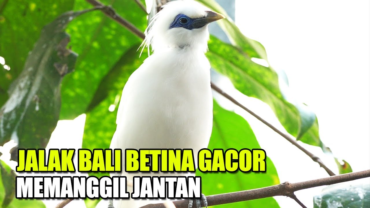SUARA PANCINGAN BURUNG JALAK BALI BETINA GACOR MEMANGGIL JANTAN DI KANDANG AVIARY SEDERHANA