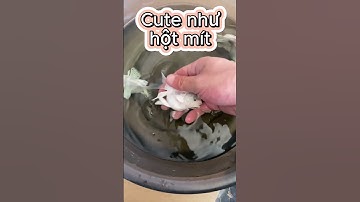 Cá chép sư tử super short gù dễ thương - Cute platium butterfly carp super short body #butterflycarp