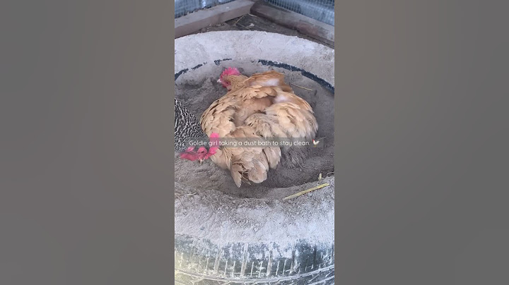 Chicken taking a DUST BATH #short #backyardchickens #chickens #hens #pets #dustbath