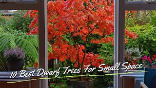 10 Best Dwarf Trees For Small Space 🌳🌲