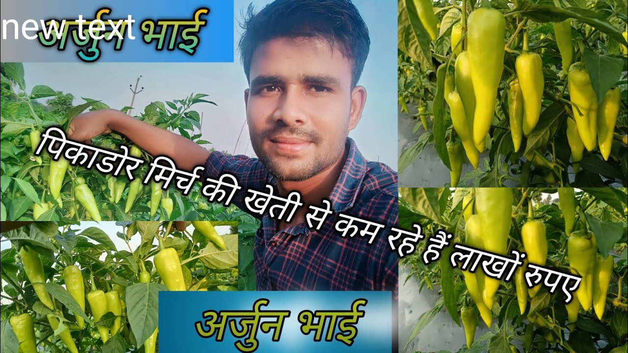 पीकाडोर 🫑🌱मिर्च की खेती, 🙋अर्जुन भाई कमा रहे हैं मिर्ची से अच्छा 💸💰पैसा#🫑🌱👩‍🌾picador mirchi ki kheti