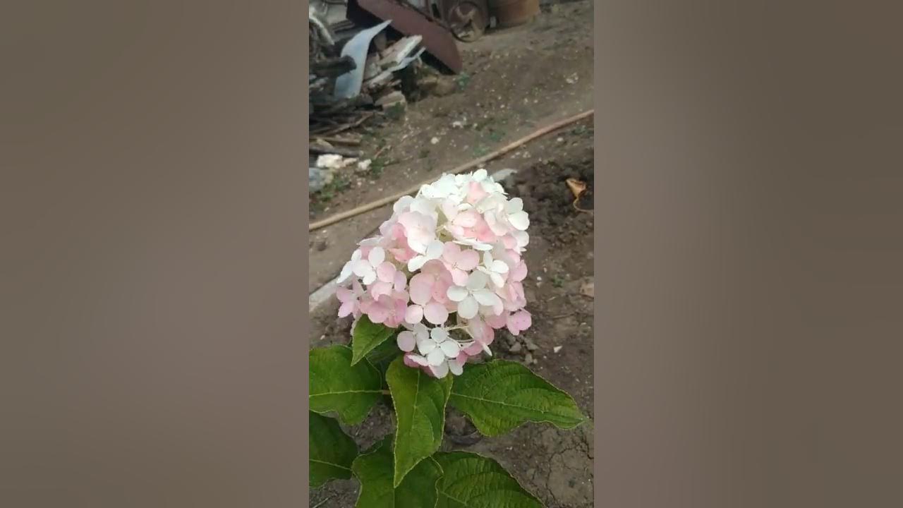 Метельчатая гортензия Пинк энд Роуз. Часть 2. сентябрь 2022г. - YouTube