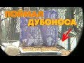 ЛОВИМ ДУБОНОСА! ЛОВУШКА НА ПТИЦ В ДОМАШНИХ УСЛОВИЯХ ИЛИ ЛОВУШКА СВОИМИ РУКАМИ!