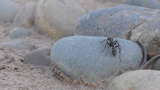 Jungle Trek With Berraco Del Madidi - Rurrenabaque - Bolivia