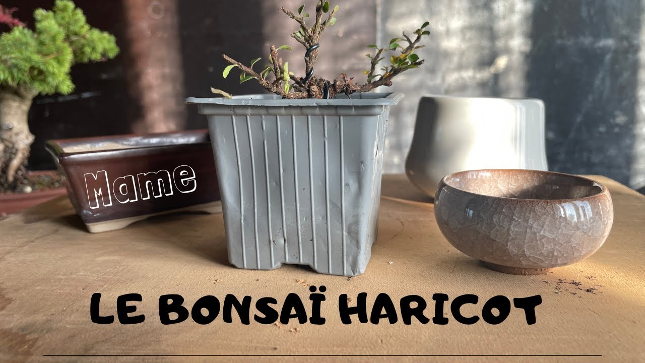 🌳BONSAÏ  HARICOT🌳 MAMÉ ぼんさい