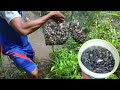 TERNYATA BEGINI CARA PASANG BUBU DAPAT RIBUAN IKAN TANPA UMPAN - AMAZING FISH TRAP, FISH HUNTING