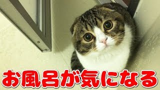 お風呂に遊びに来た子猫【スコティッシュフォールド】【Scottish Fold】