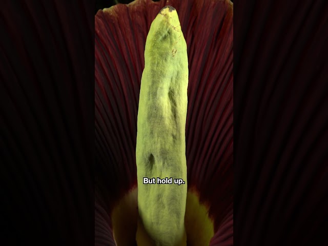 A Corpse Flower’s Survival Strategy Is Based on Deception | #DeepLook #Shorts