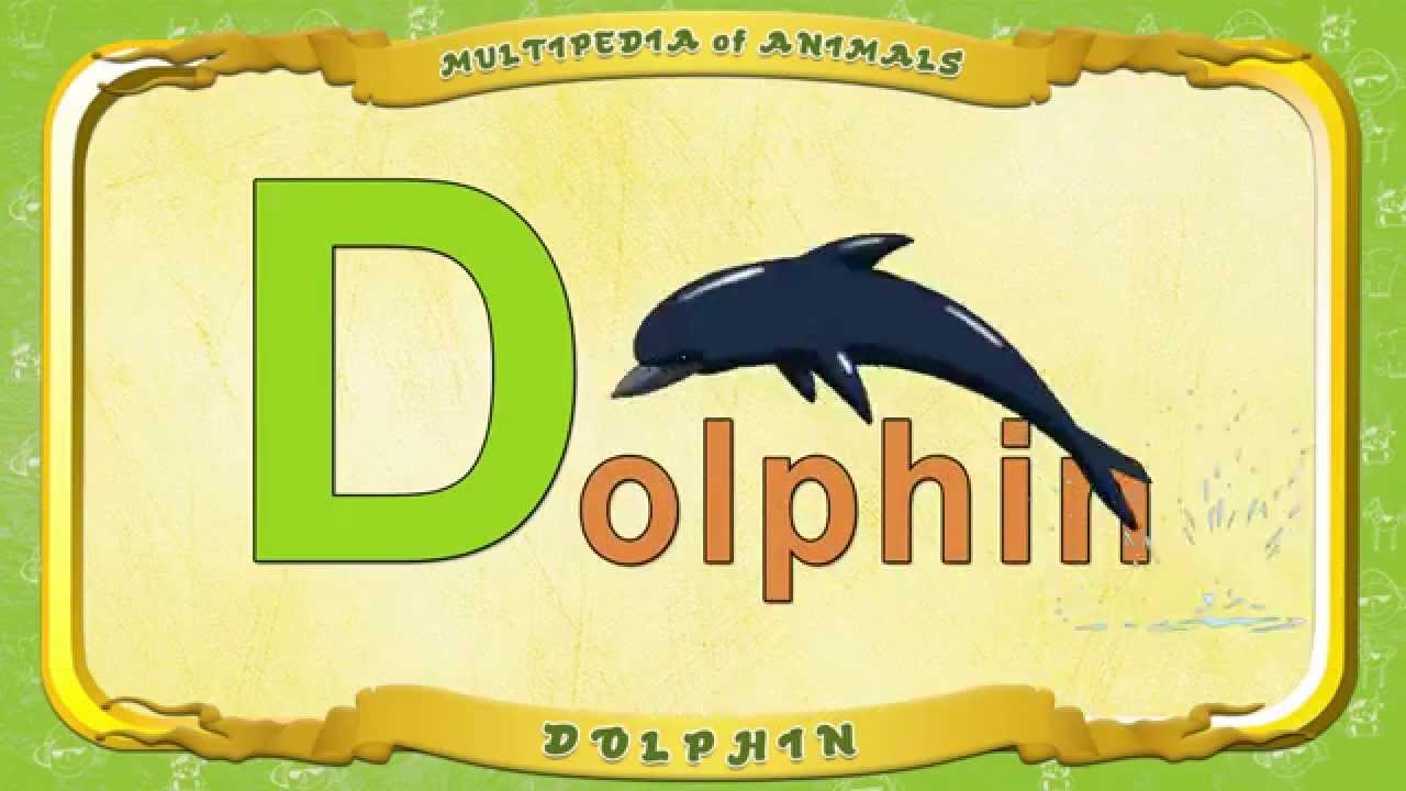 Multipedia of Animals - Letter D - Dolphin - YouTube