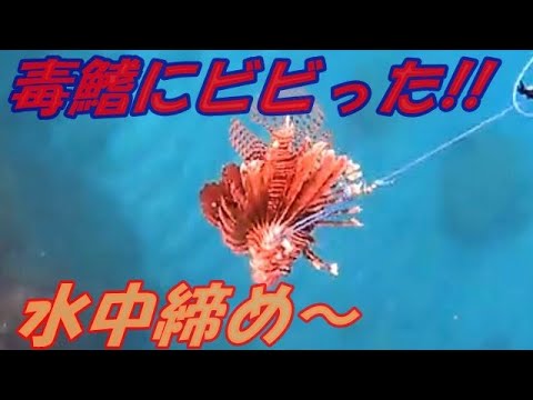 強烈な毒を鰭の棘に持つミノカサゴを手銛で突いて捌いて食べた Youtube
