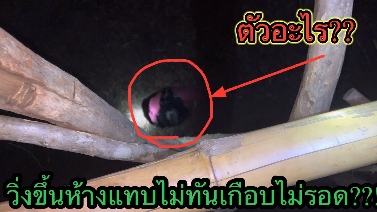 เดินลงป่าดีที่ไม่เจอห้างไม่งั้นไม่รอดแน่มีตัวประหลาดอะไรตามอยู่ตลอดทางกันนะ!!!?￼